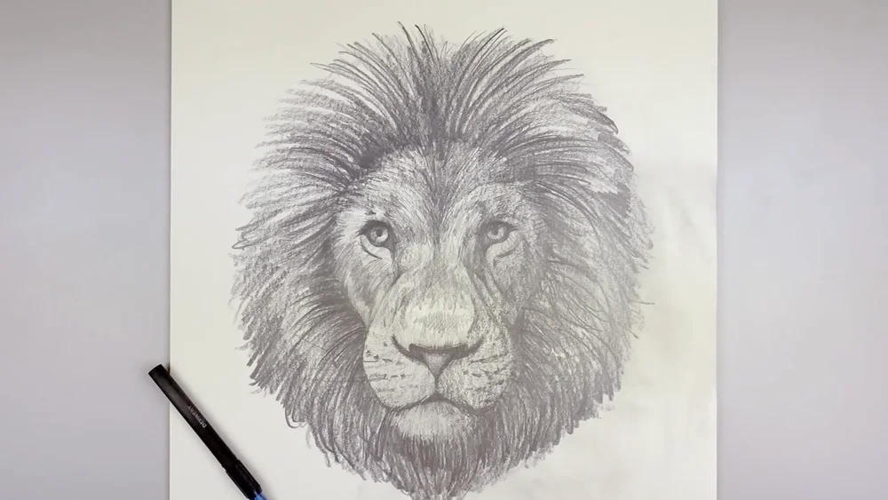 How to Draw a Lion Sketch