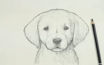 How to Draw a Dog | Golden Lab Puppy