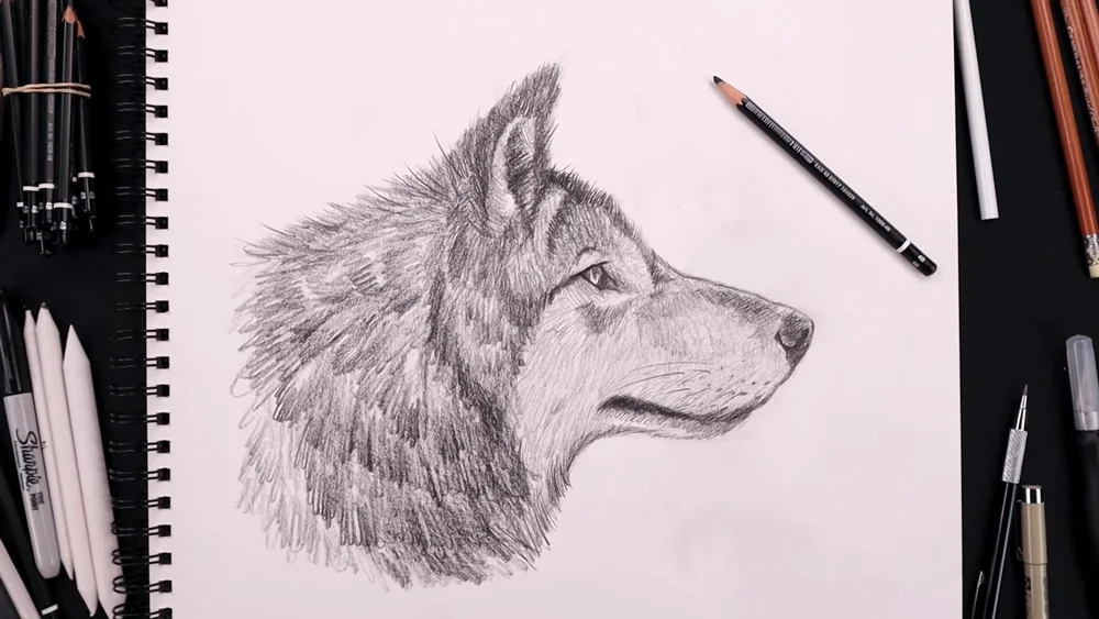 How to Draw a Wolf for Beginners